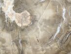 Petrified Wood (Woodworthia) Round - Arizona #41335-1